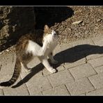 Paco und sein Schatten