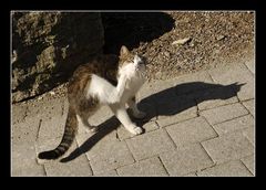 Paco und sein Schatten