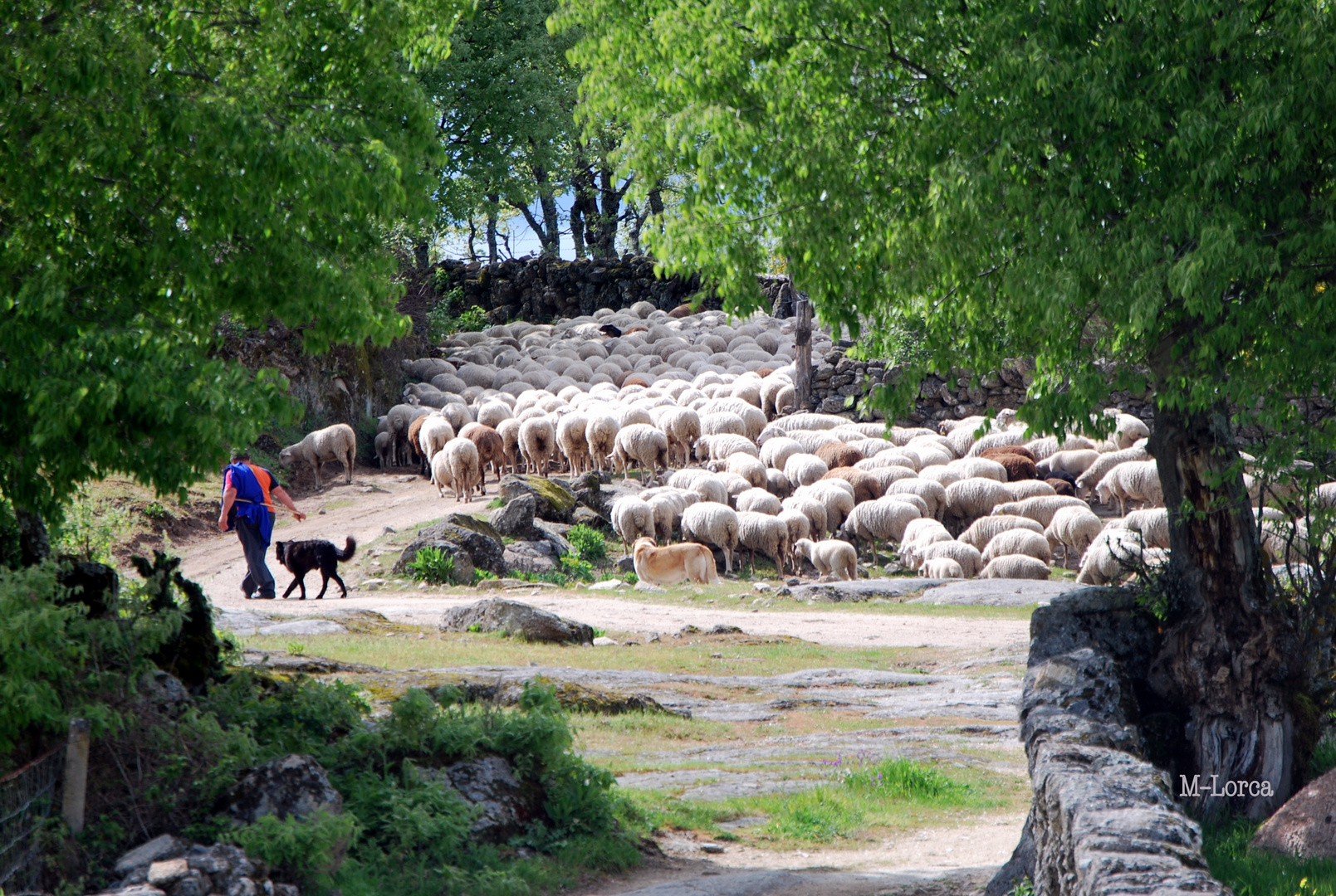 paco y sus ovejas