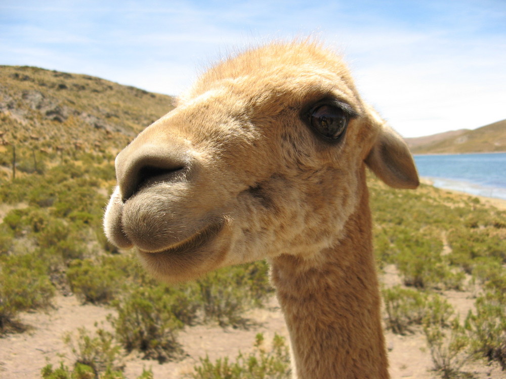 Pacovicuña