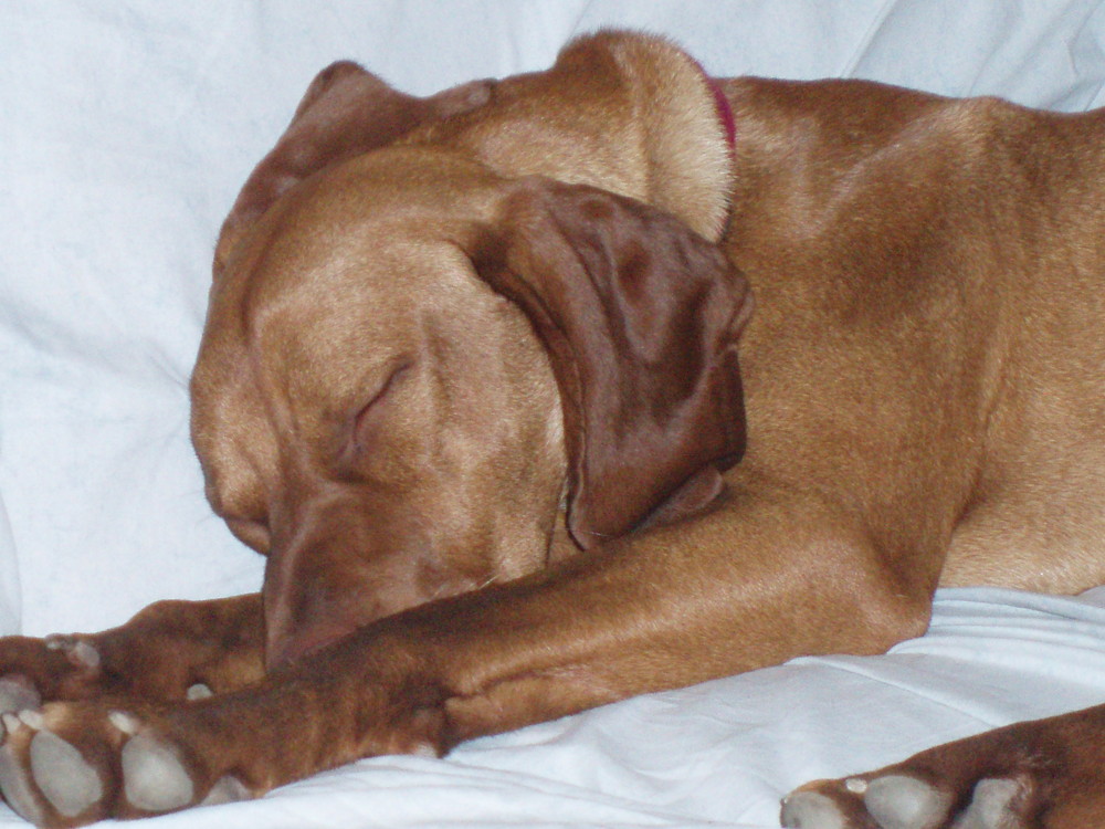 Paco...vizsla dormiglione