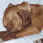 Paco...vizsla dormiglione