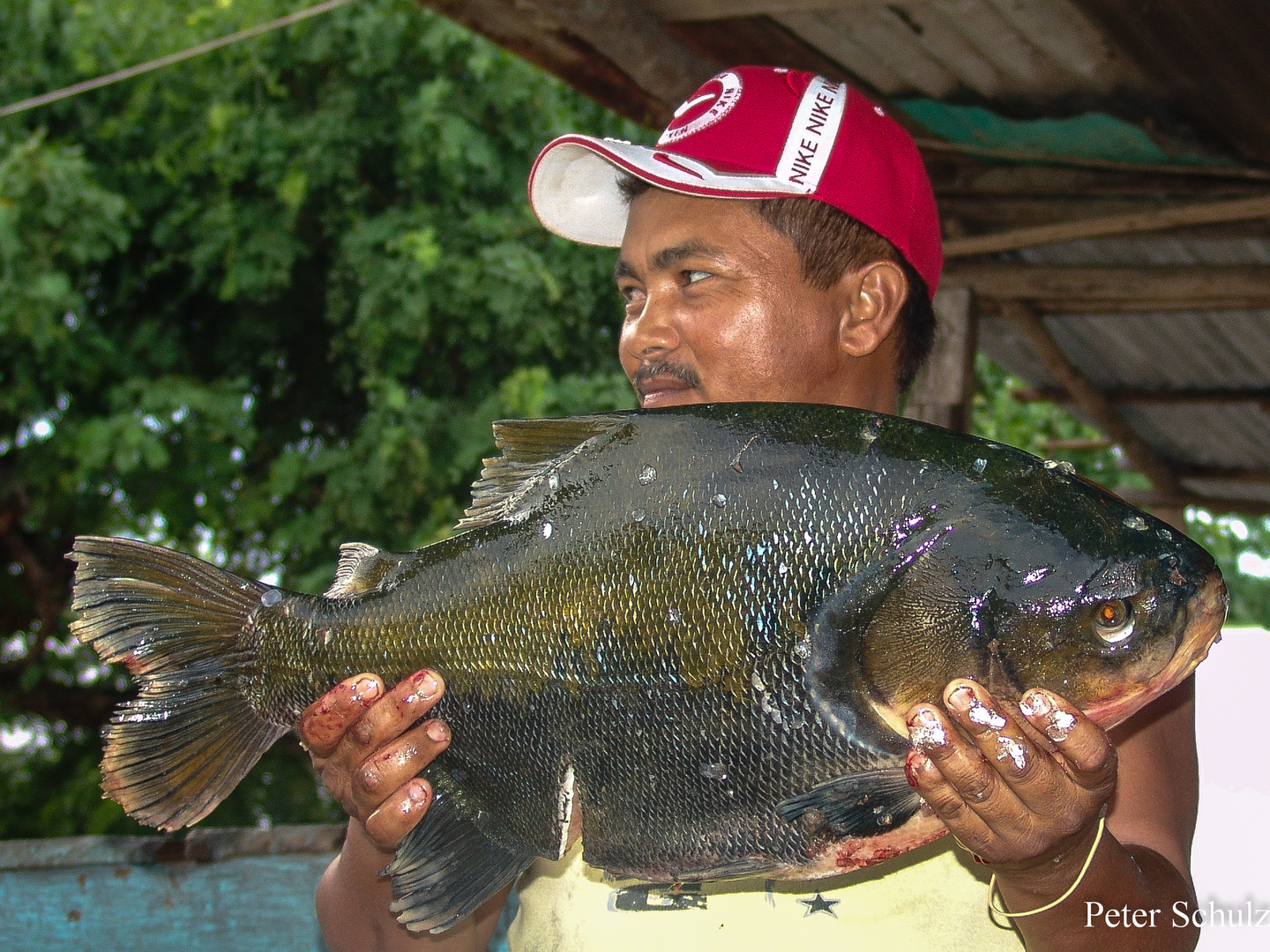 Pacu