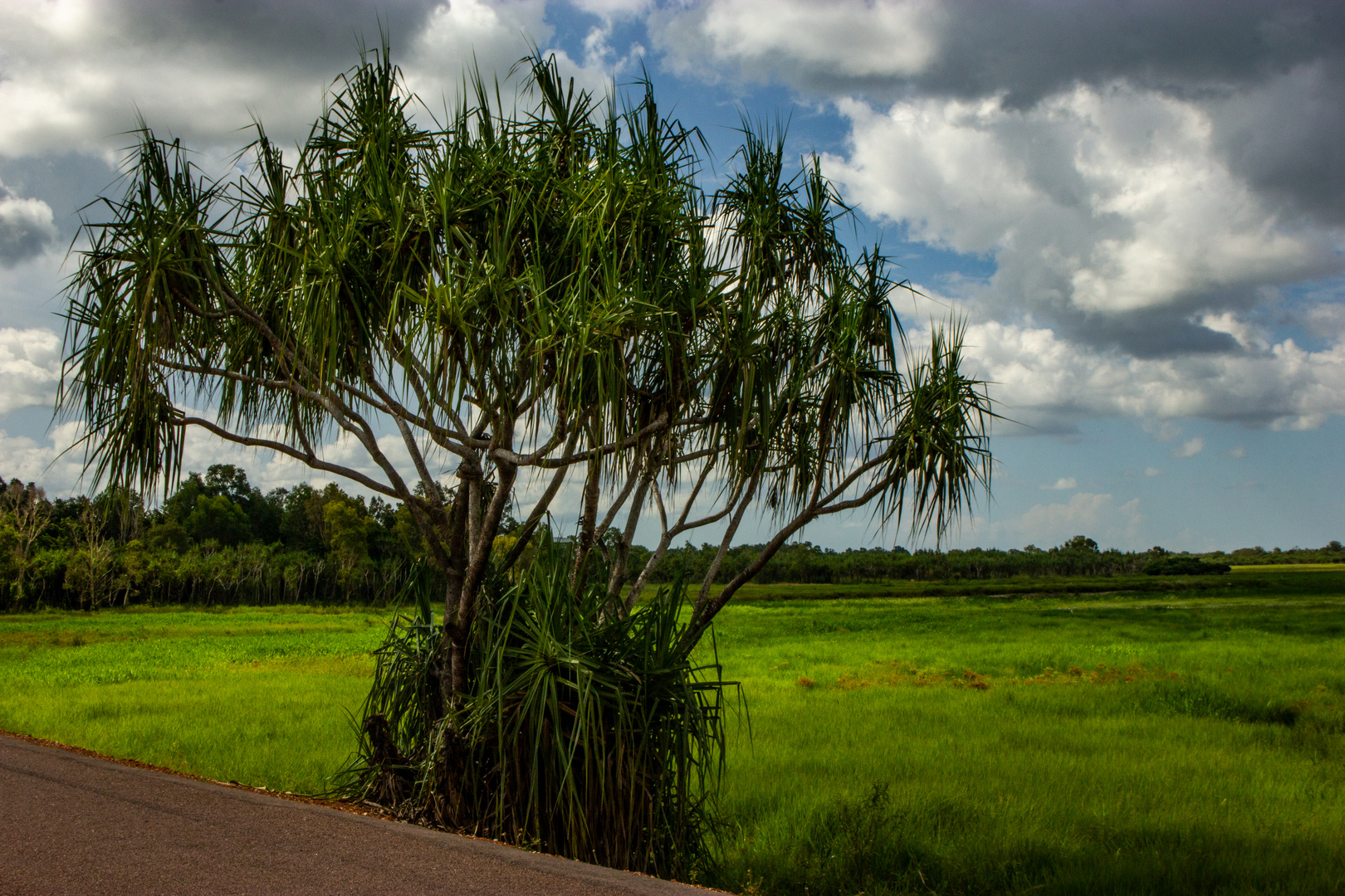 Padanus Tree