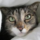 User Profile Photo