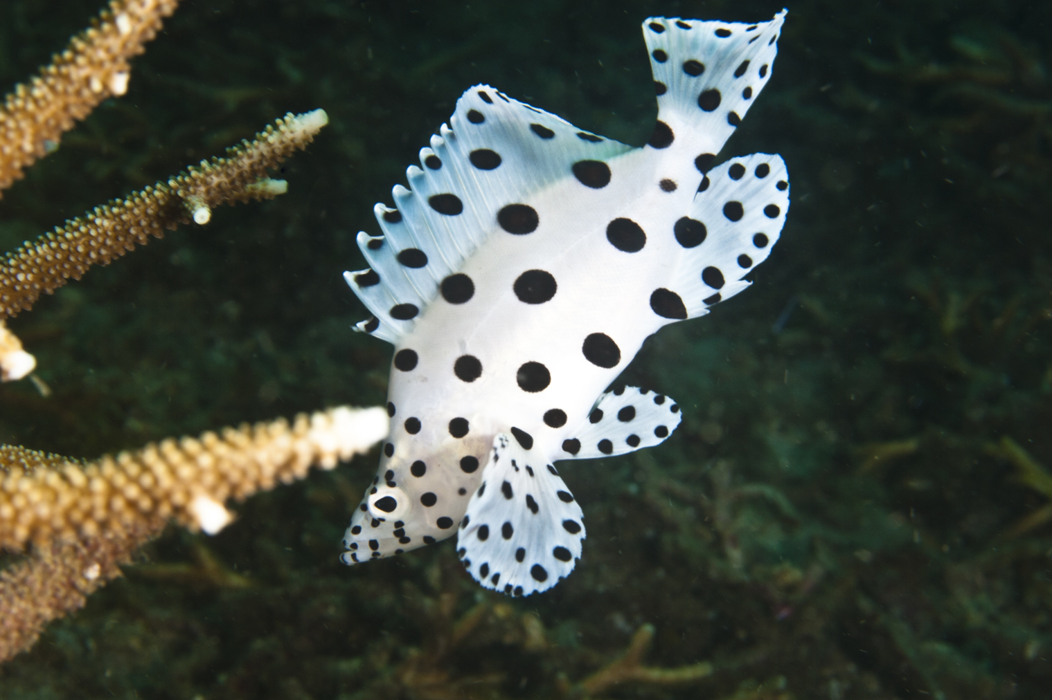 Paddelbarsch Lembeh 2009