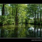 Paddeln im Spreewald