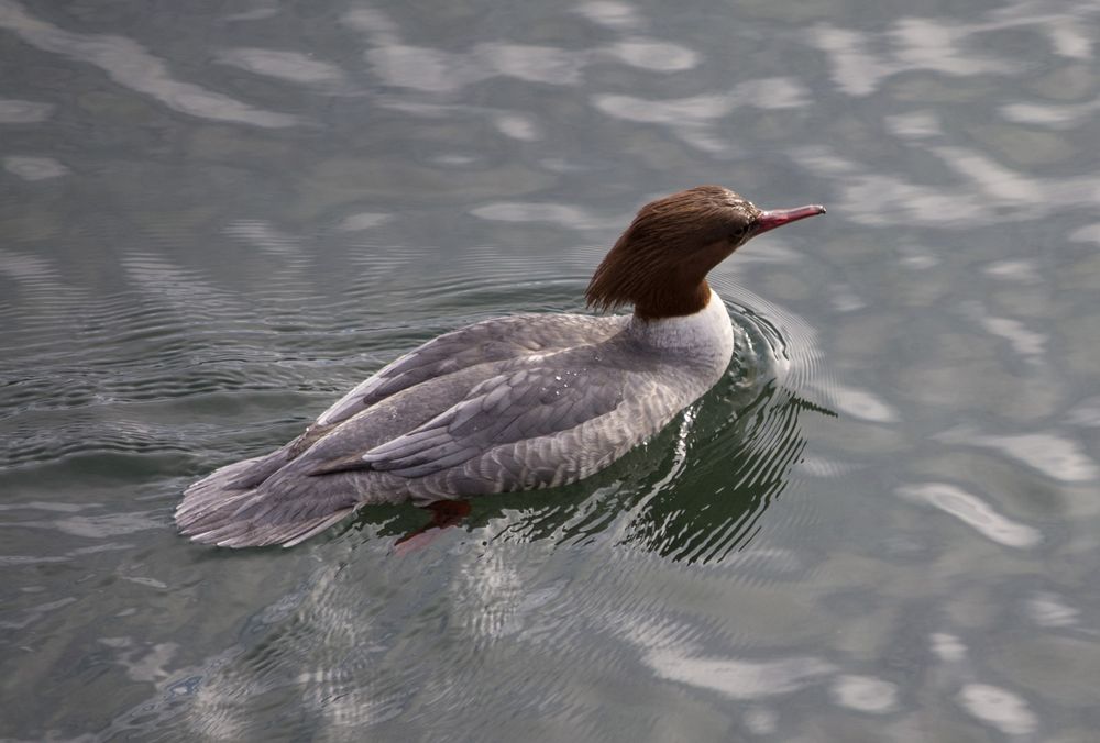 Paddeln in eisigem Wasser