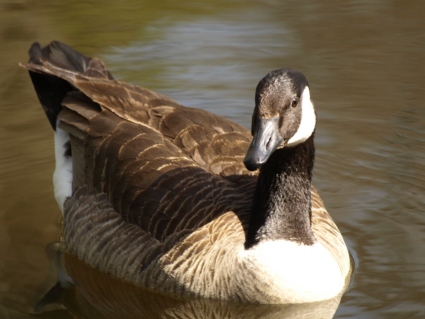 paddelnd in der Sonne