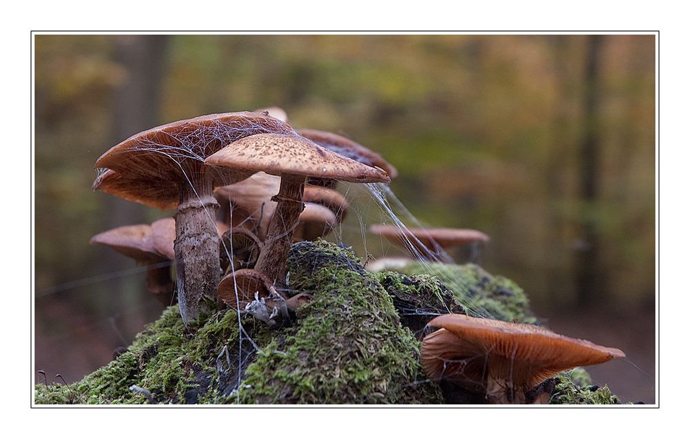 Paddenstoelen met spinnenweb.