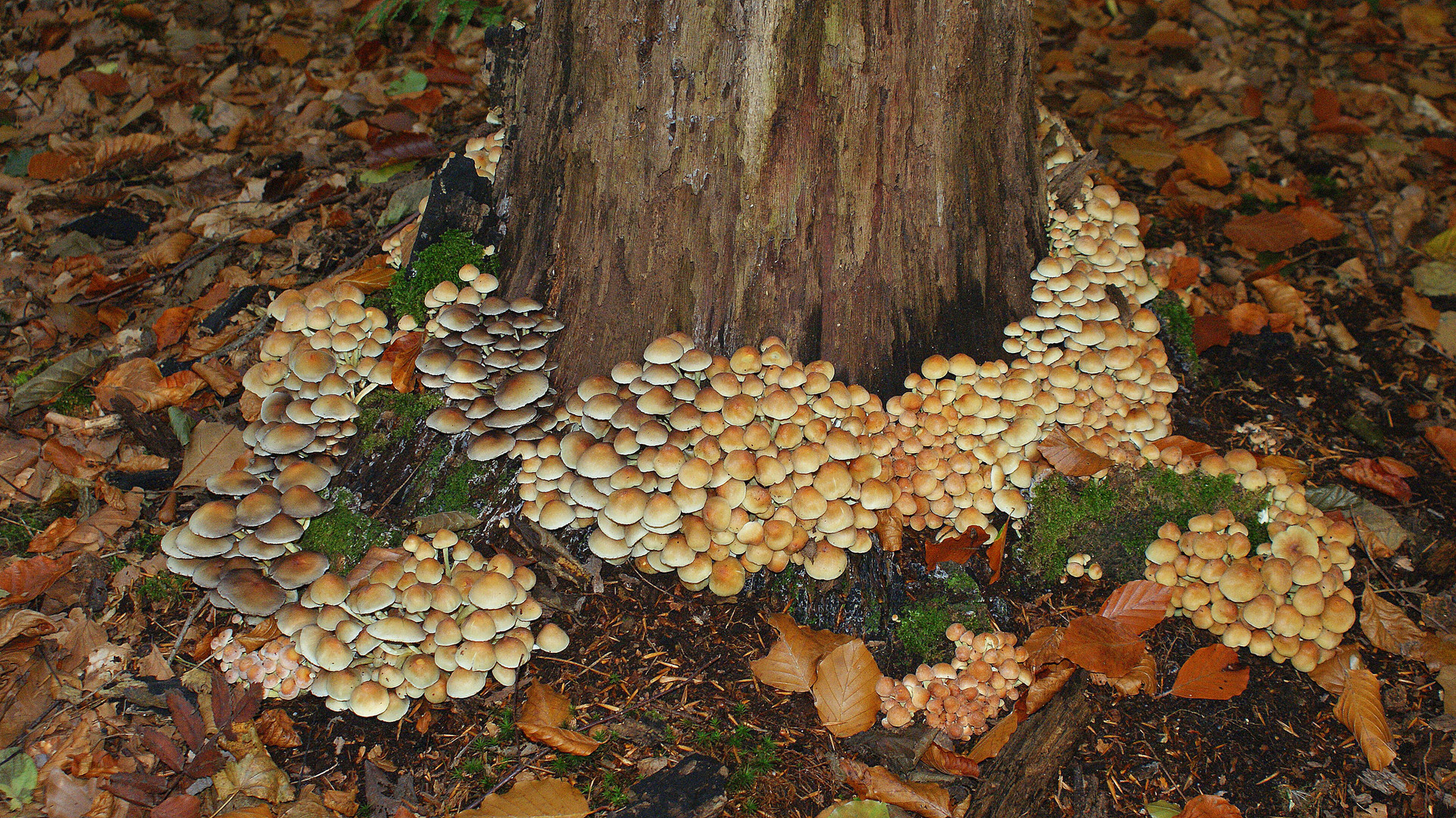 paddestoelen en schimmels