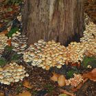 paddestoelen en schimmels