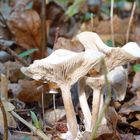 Paddestoelen in het bos