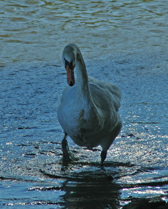 Paddling