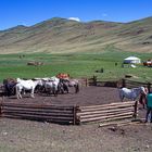 Paddock on the way to the Khögno Tarna Mountains