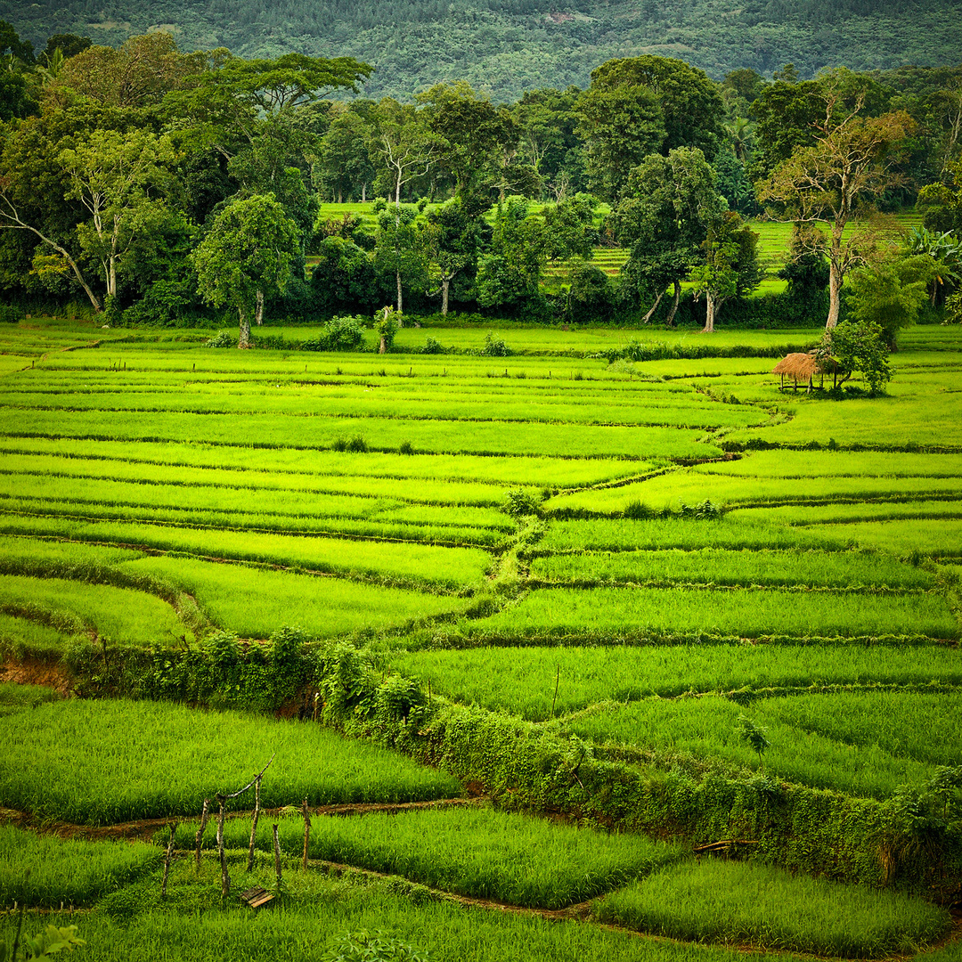 Paddy Field