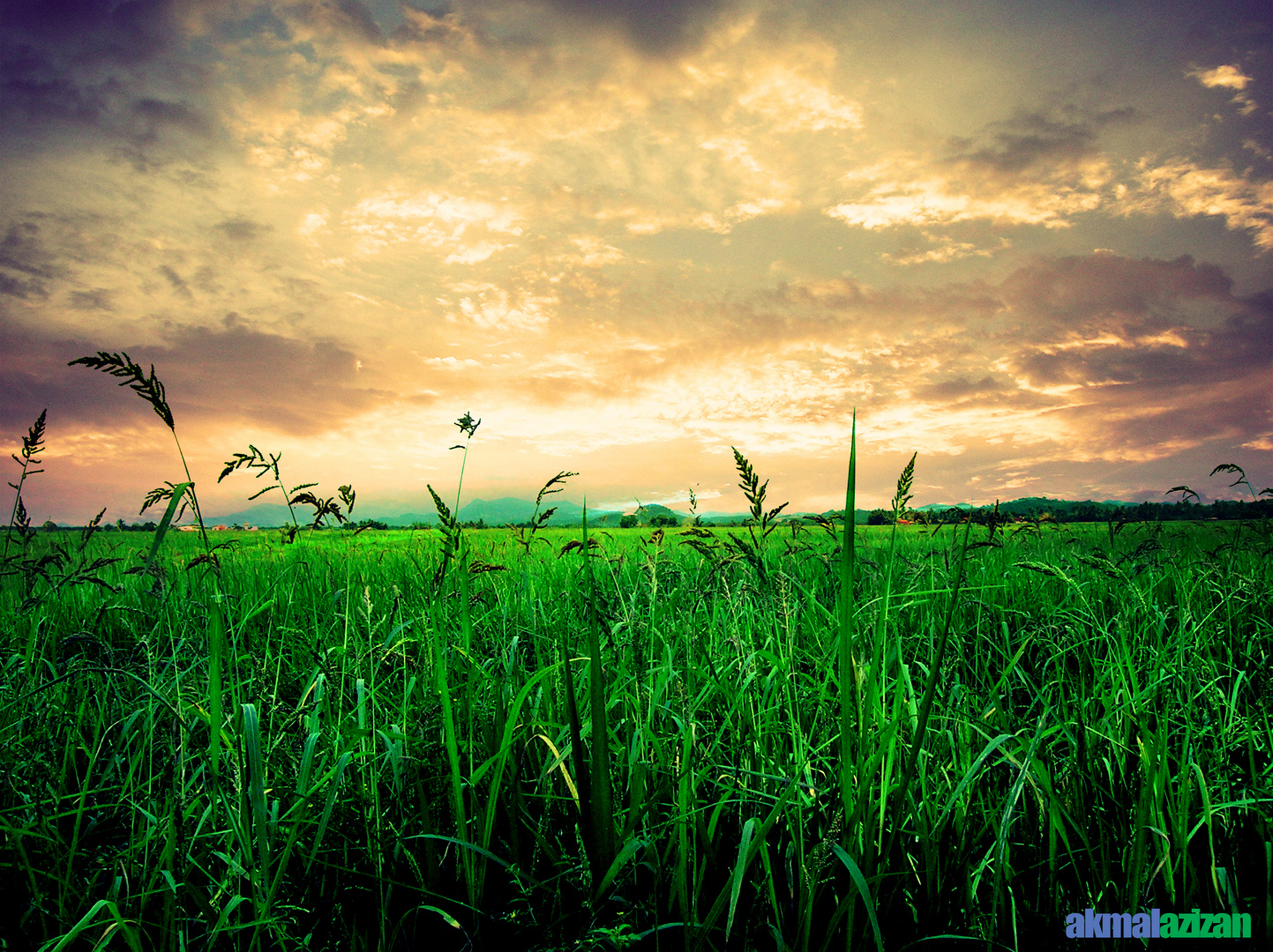 paddy field