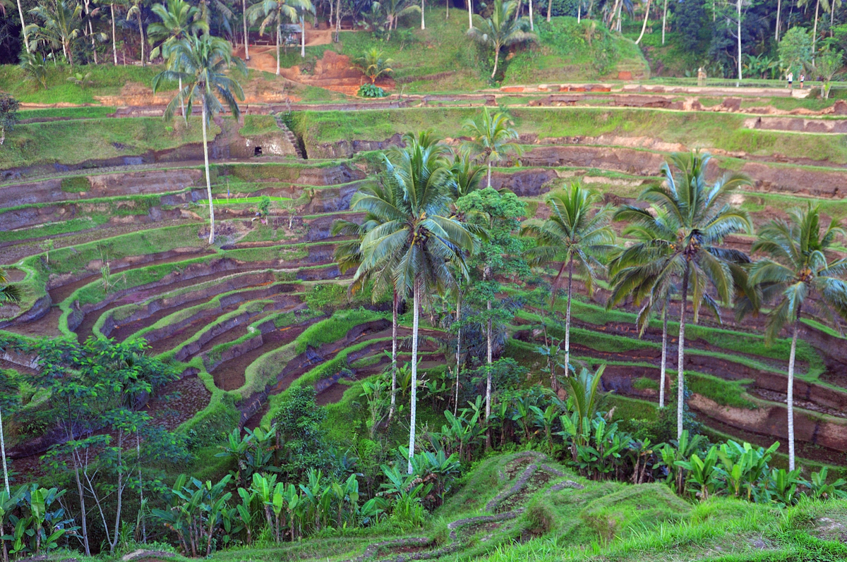 Paddy field in Ceking-Tegallalang