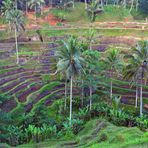 Paddy field in Ceking-Tegallalang