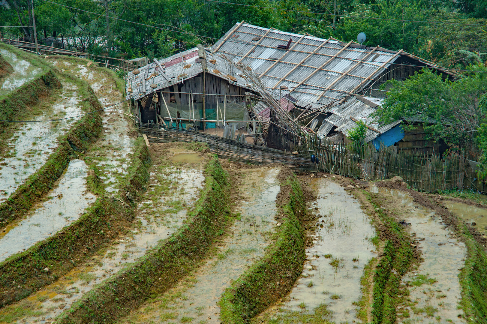 Paddy field in province Sa Pa 