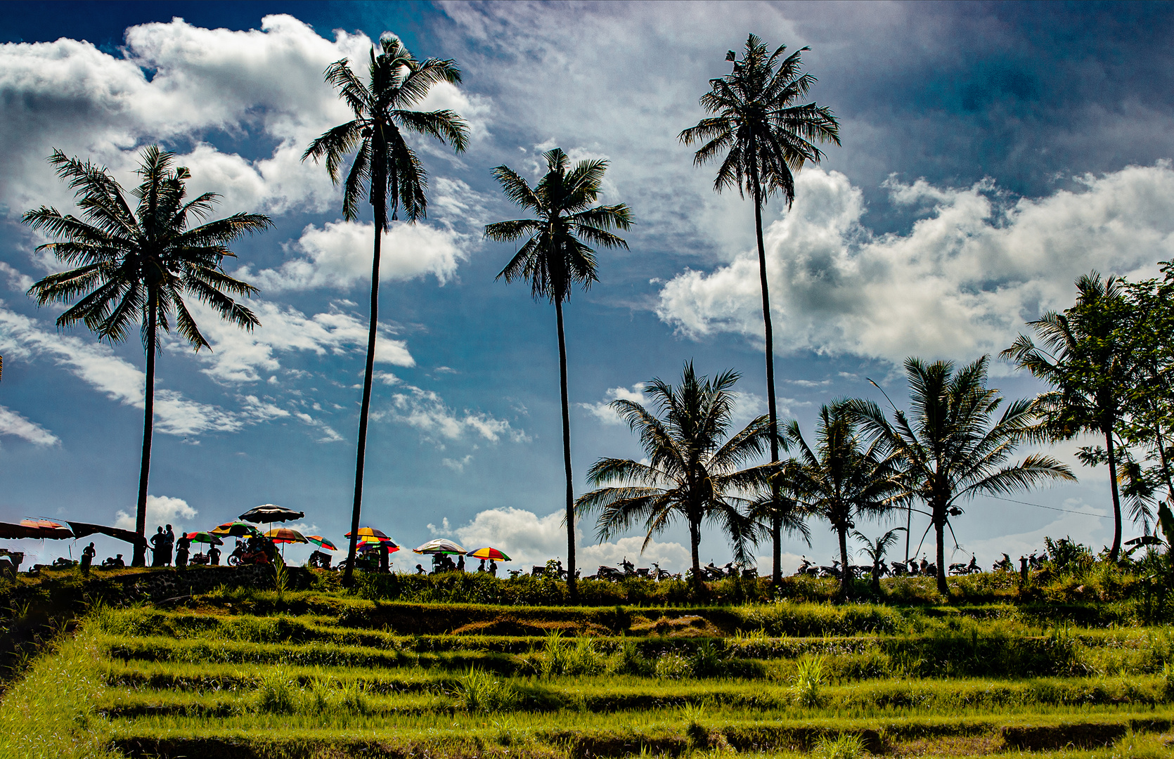 Paddy field in Sangeh