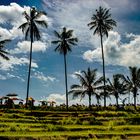 Paddy field in Sangeh