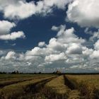 Paddy Field in Sekinchan, Selangor Malaysia