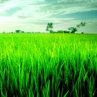 Paddy Field somewhere in Kedah