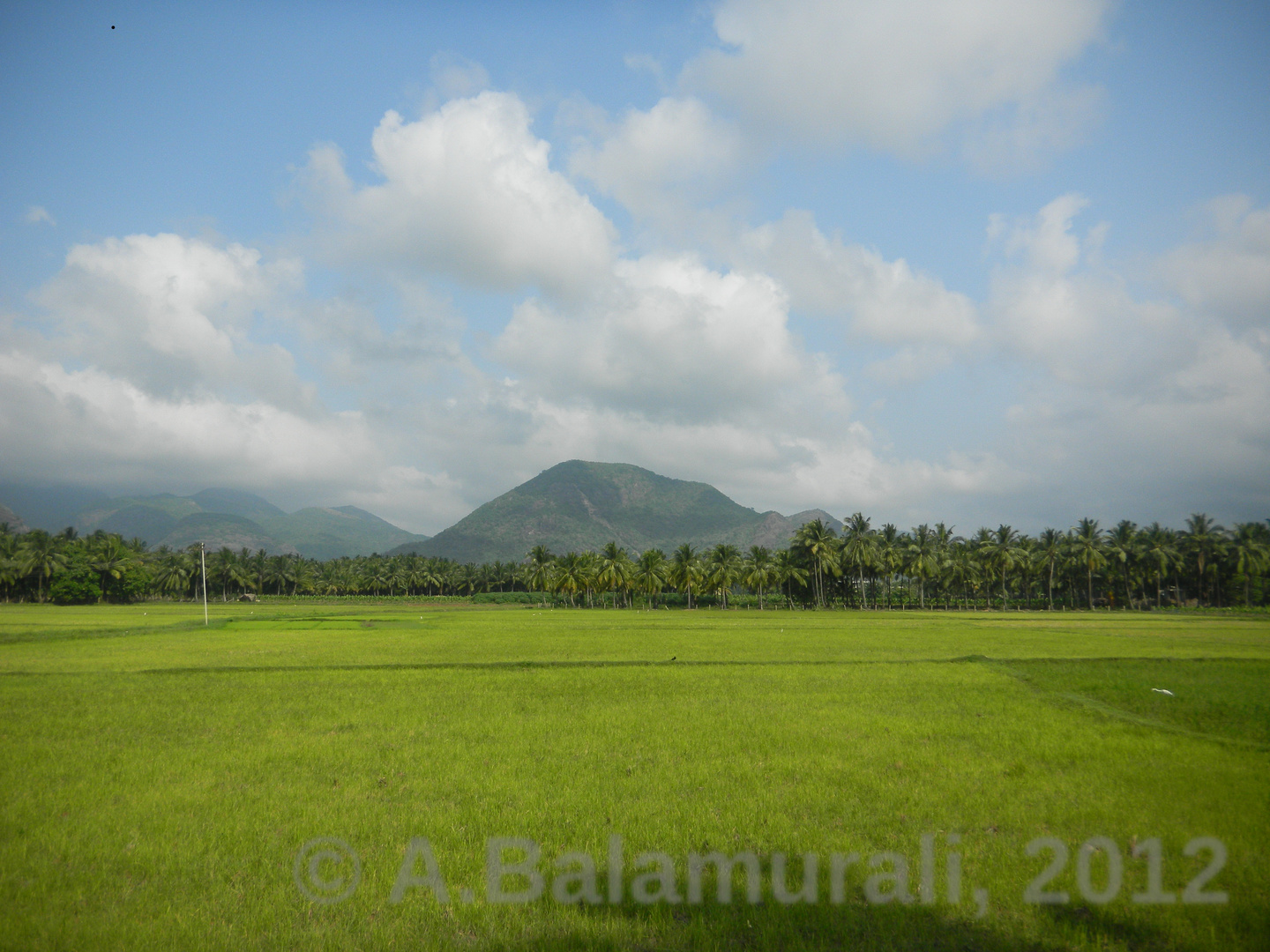 Paddy Fields