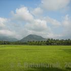 Paddy Fields