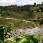 [paddy fields II]