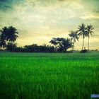 paddy fields II