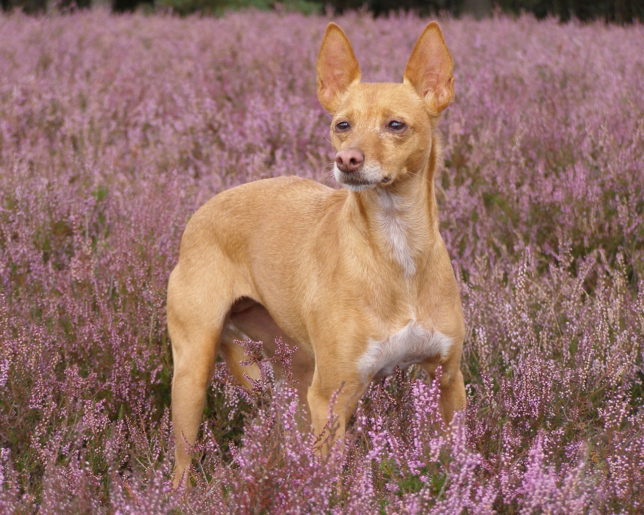 Paddy in Lüneburger Heide