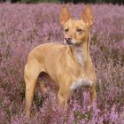 Paddy in Lüneburger Heide