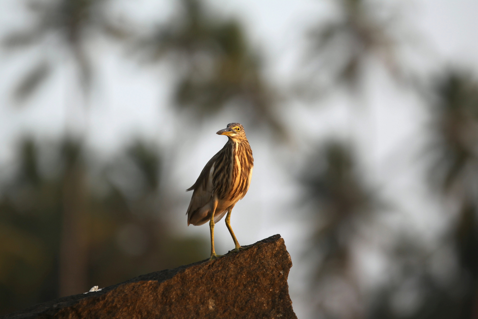 Paddy-Reiher