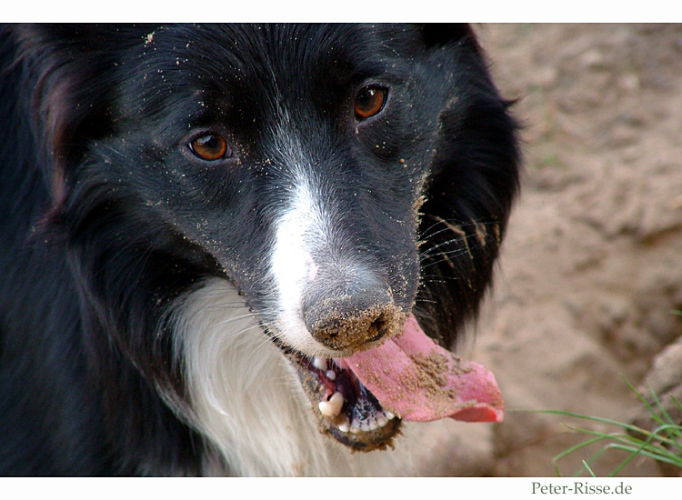 Paddy the digger