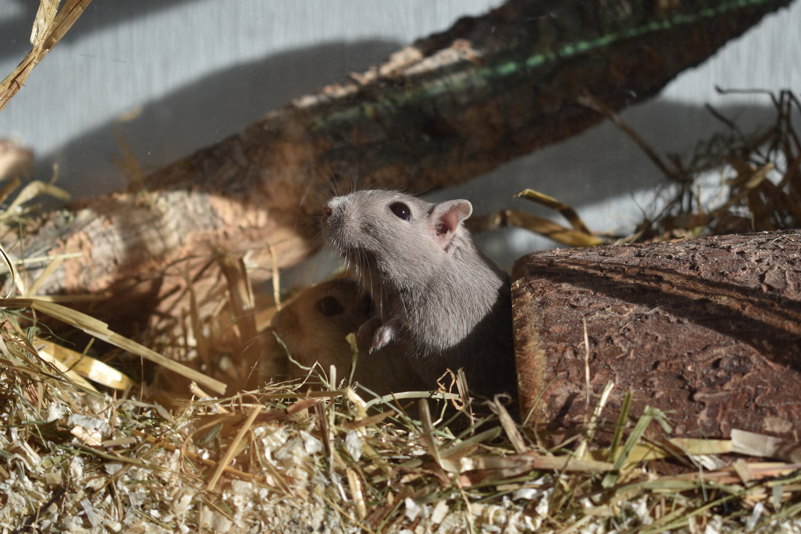 Paddy und Speedy 