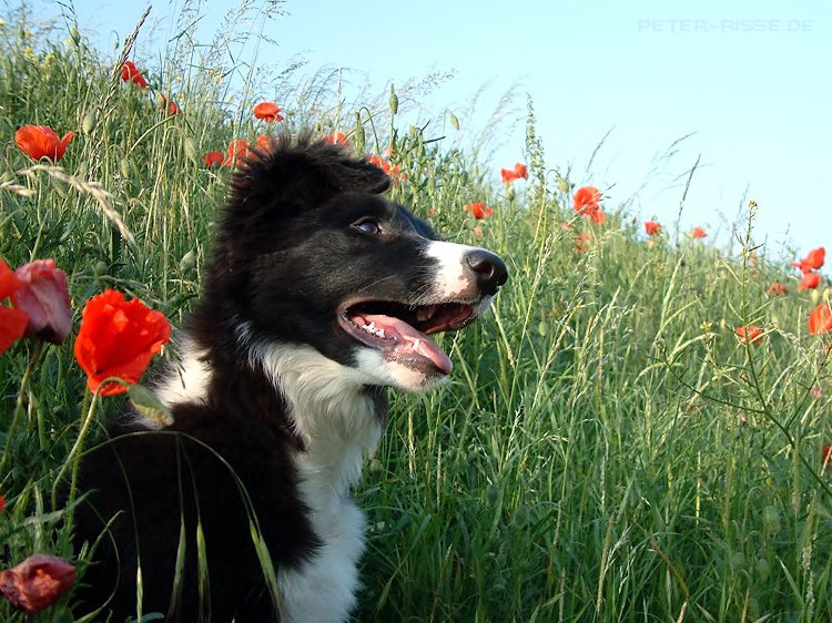 PaddyBlümchen