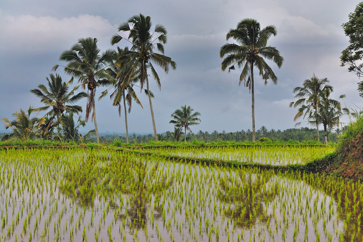 Paddyfield by Perean Tengha on Bali