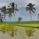 Paddyfield by Perean Tengha on Bali