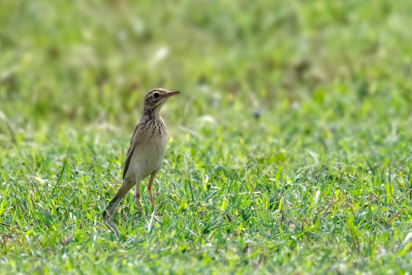 Paddyfield Pipit