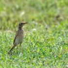 Paddyfield Pipit