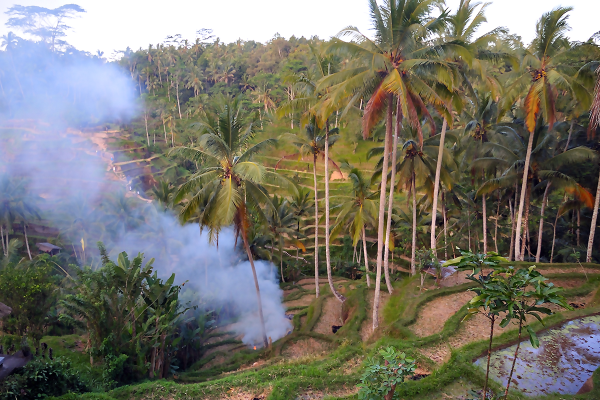 Paddyfield terraces in Ceking-Tegalalang