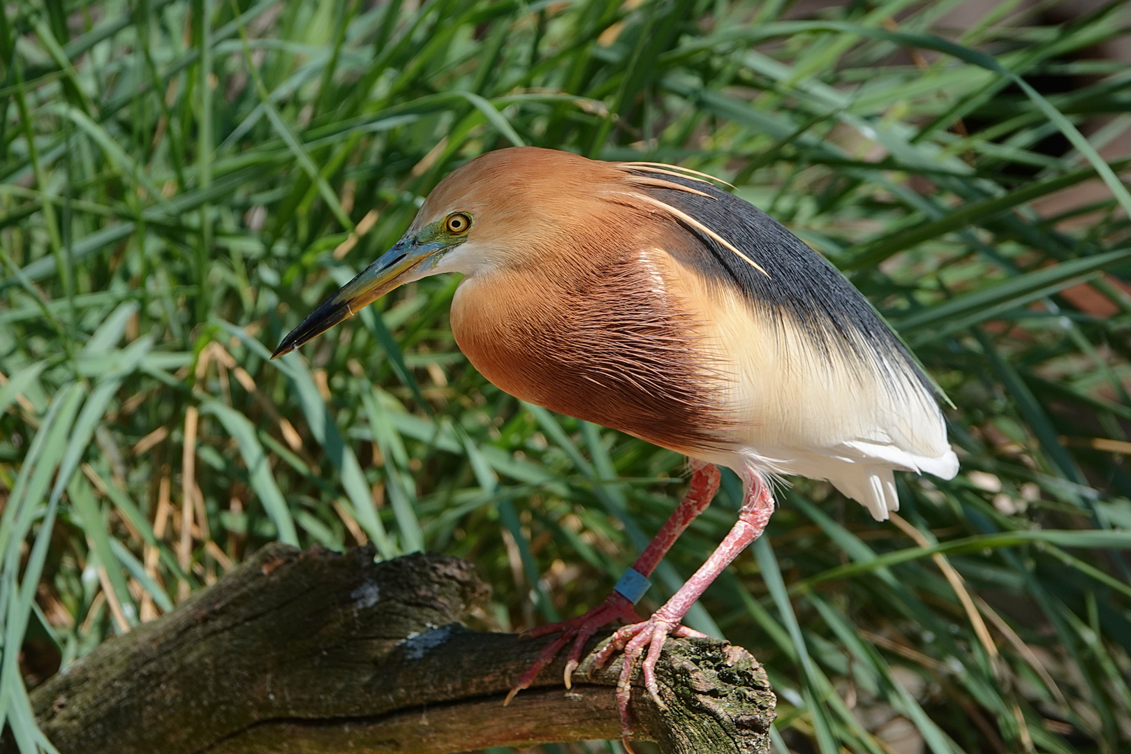 Paddyreiher im Zoo Berlin