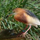 Paddyreiher im Zoo Berlin