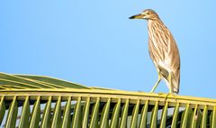 Paddyreiher /Sri Lanka