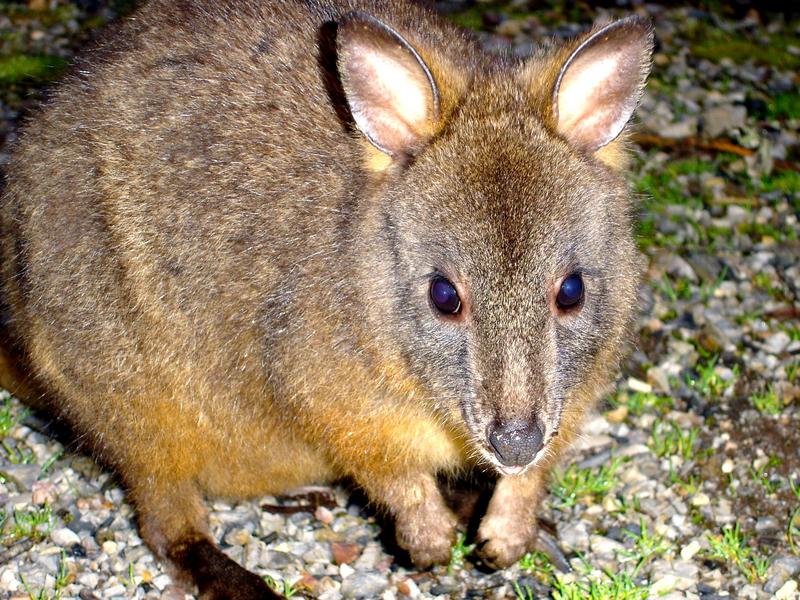 Pademelon (Tasmanien)