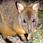 Pademelon (Tasmanien)