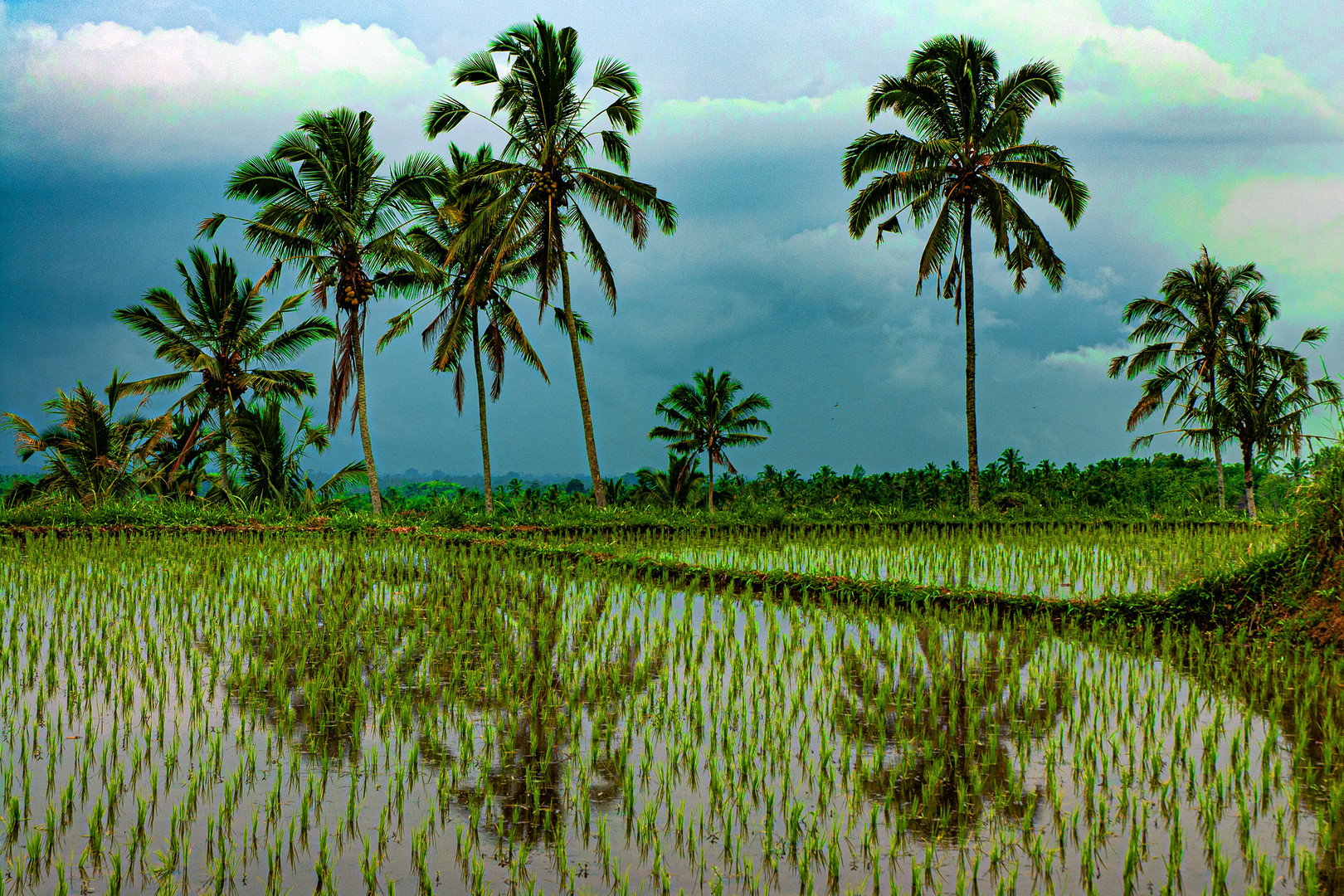 Padi field in Perean Tengha