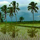 Padi field in Perean Tengha